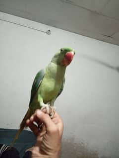 Raw parrot hand tame