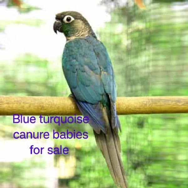 Blue Turquoise Conure Babies 0