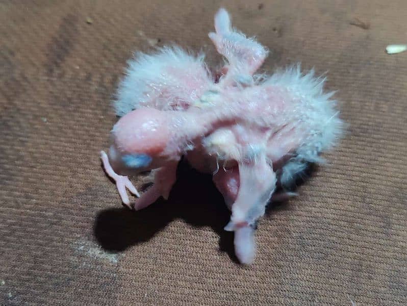 Blue Turquoise Conure Babies 3