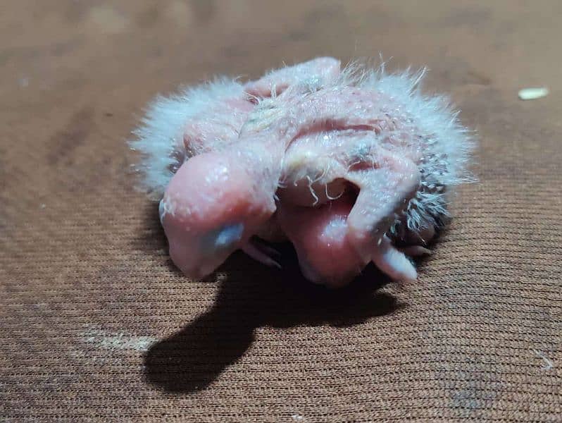 Blue Turquoise Conure Babies 4