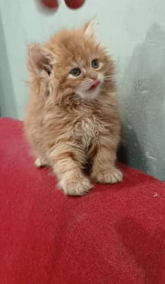 Long coat female kitten