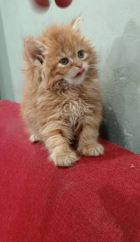 Long coat female kitten 0