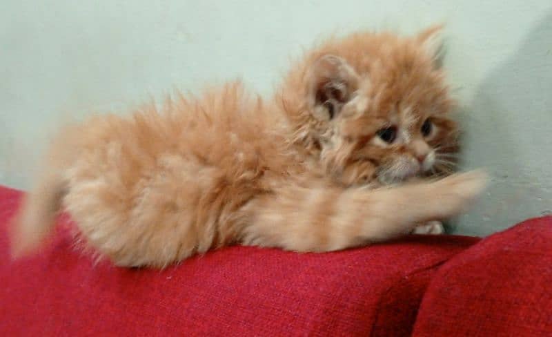 Long coat female kitten 2