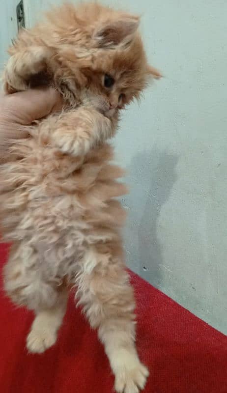 Long coat female kitten 4