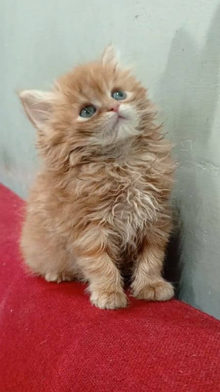 Long coat female kitten 5