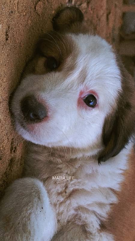 Afghan Kucchi Puppy 2