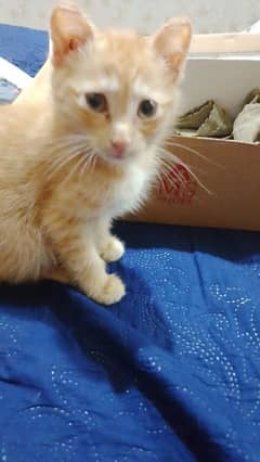 kitten for adoption