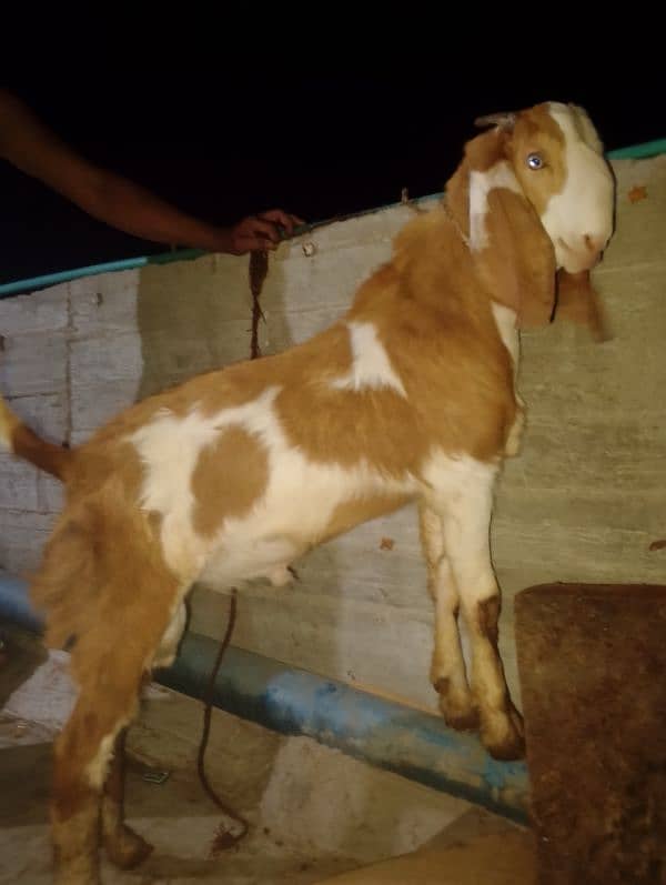 goat Qurbani 2025 0