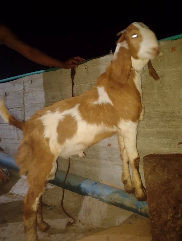 goat Qurbani 2025 1