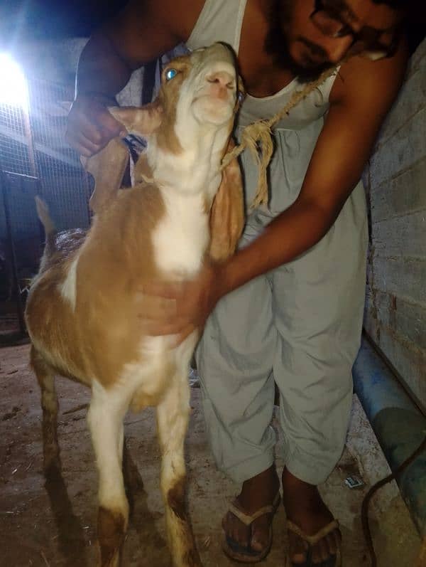 goat Qurbani 2025 2