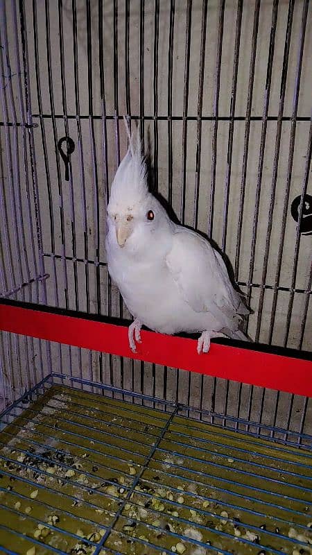 eno red eye cockatiel 1