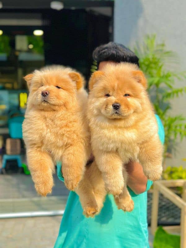 Chow Chow 0