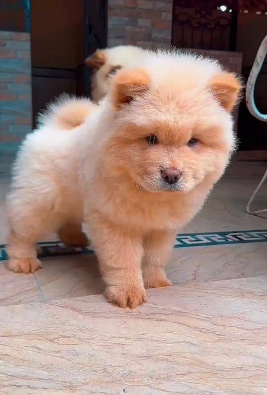 Chow Chow 2