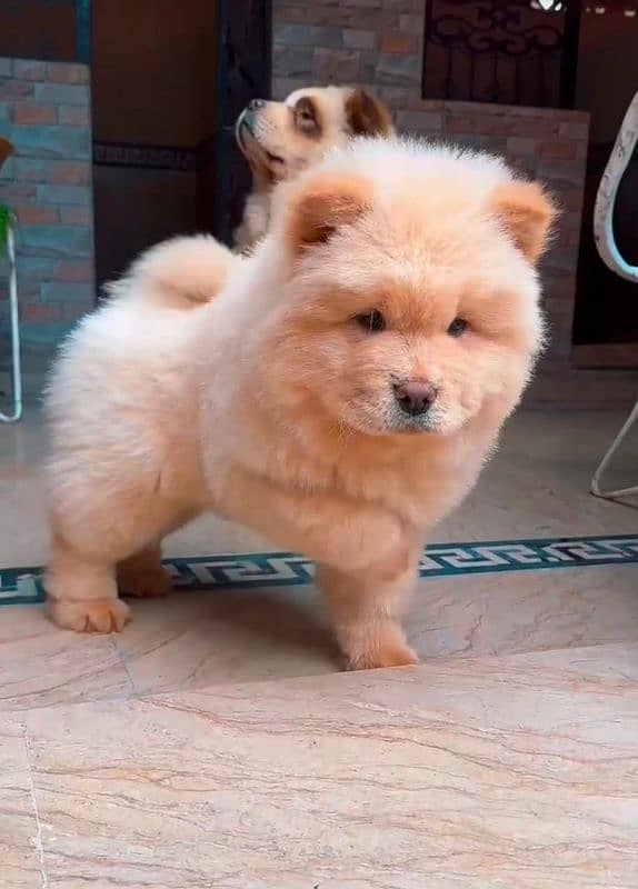 Chow Chow 3