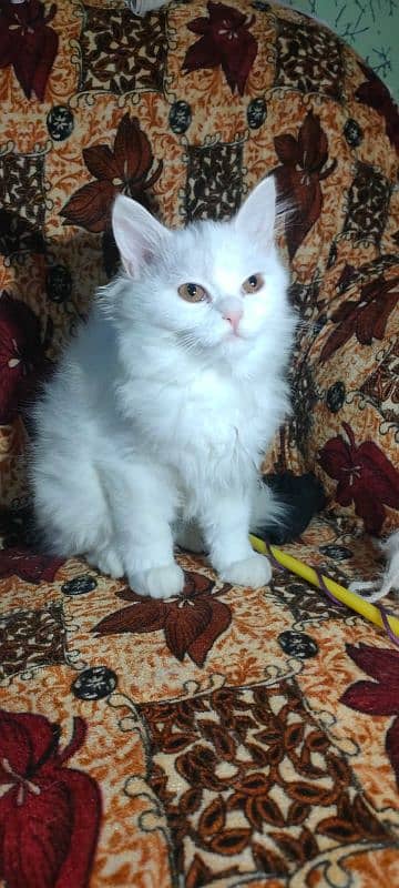 Persian pair cat 3