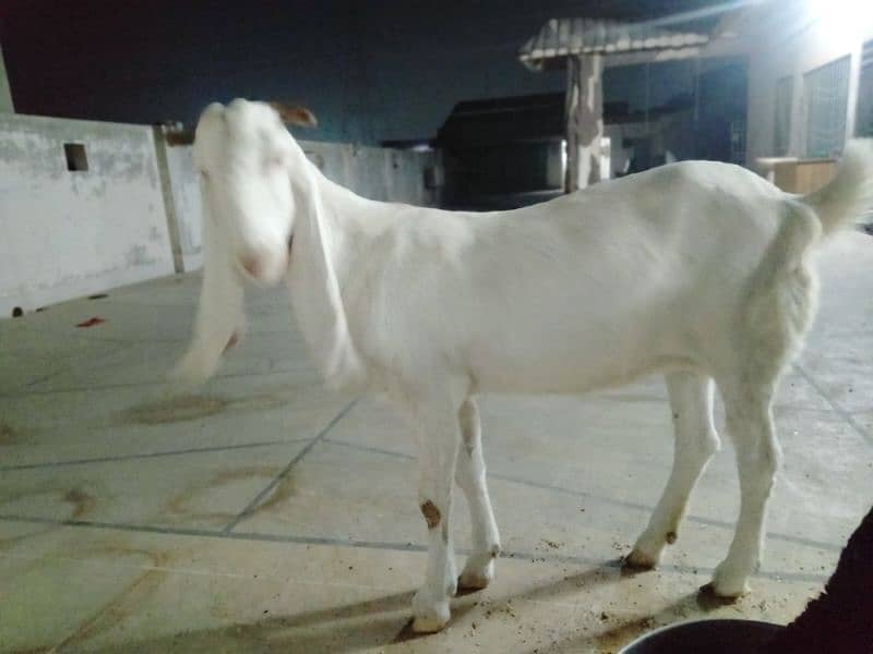 Gulabi Bakri for sale 2