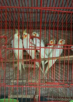 Young and Healthy Parrots