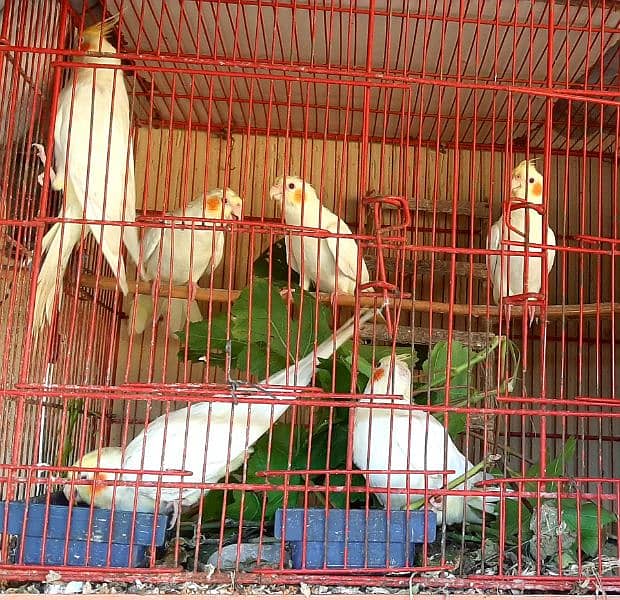 Young and Healthy Parrots 5