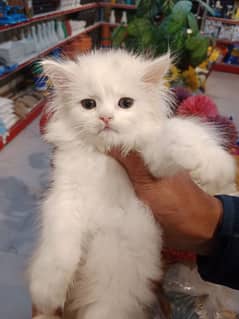 Persian kittens / Persian cat / cat babies For sale