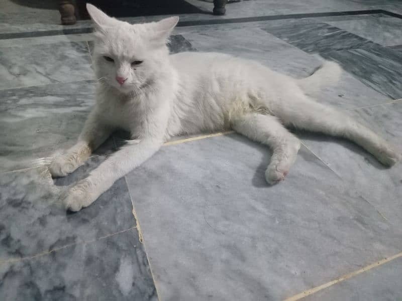 Persian cat 0