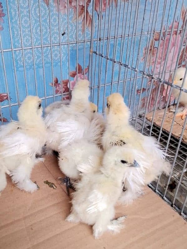 white silkie chicks blue ear and breeder pair for sale 0
