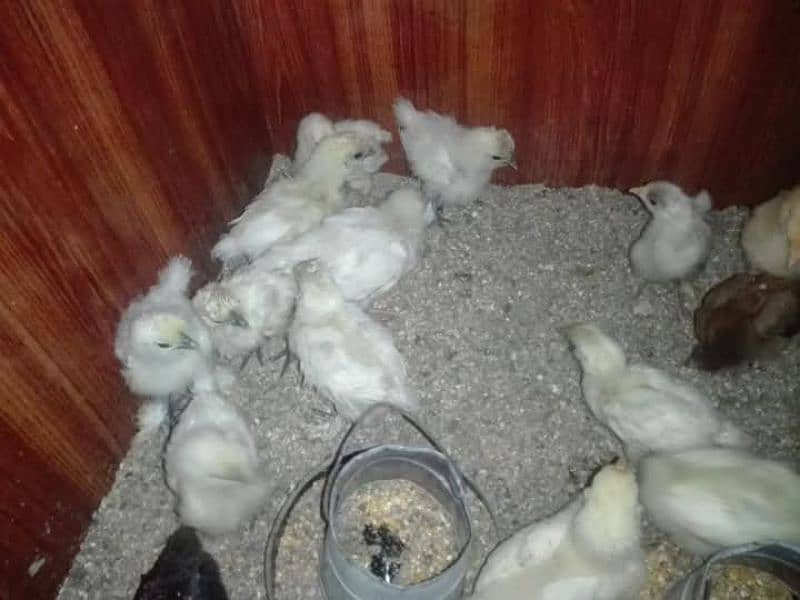 white silkie chicks blue ear and breeder pair for sale 3