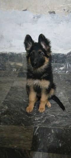 Germany shepherd