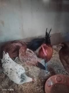 Healthy and active Hens for sale, Koral Town Islamabad