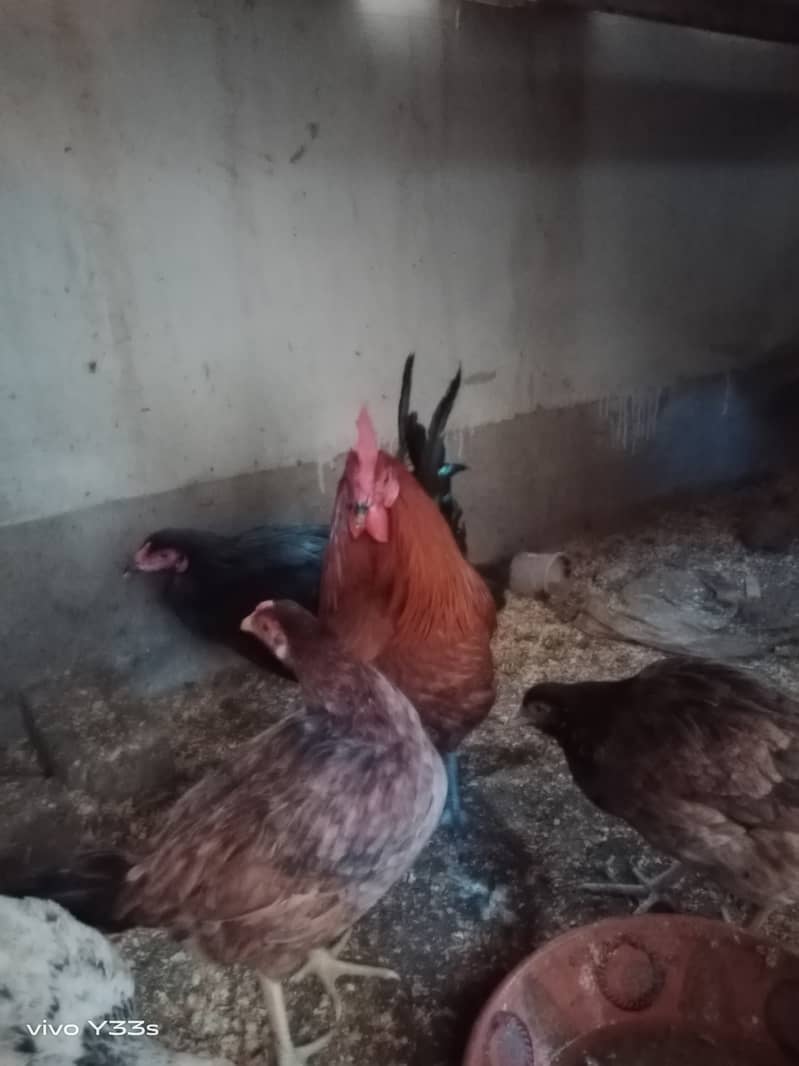 Healthy and active Hens for sale, Koral Town Islamabad 1