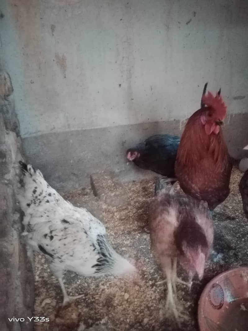 Healthy and active Hens for sale, Koral Town Islamabad 2