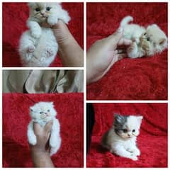 Persian kittens | Punch Face | Triple Coat | fluffy | cat