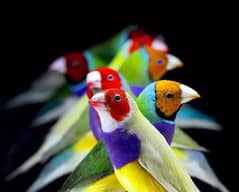 exotic Finches