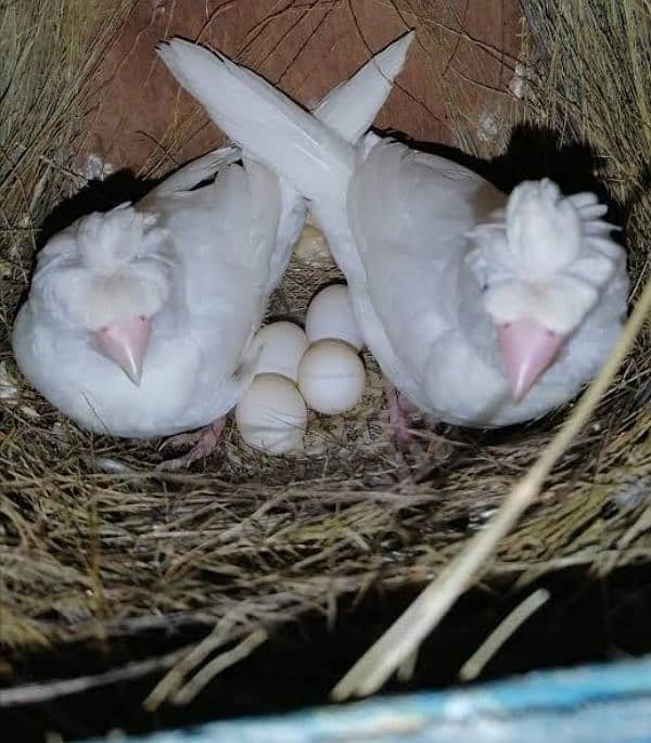 exotic Finches 2