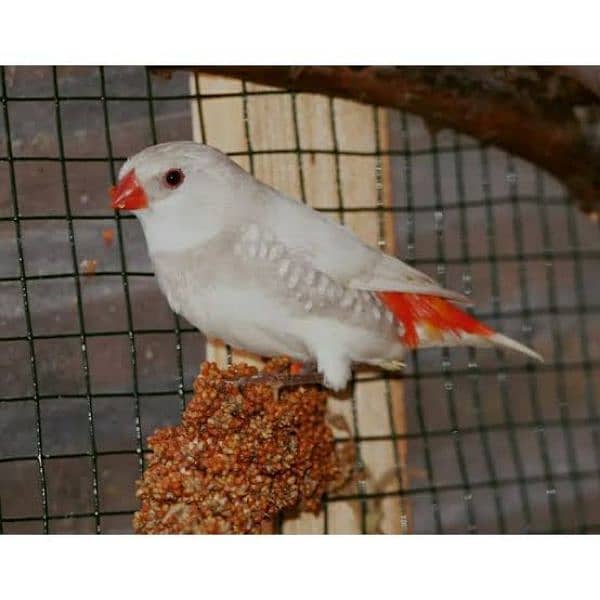 exotic Finches 19