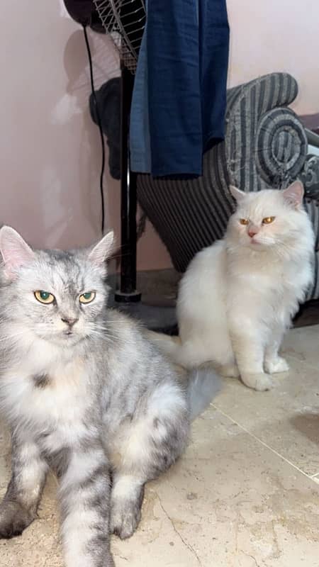 Healthy n Beautiful persian pair (abt to give birth) 13