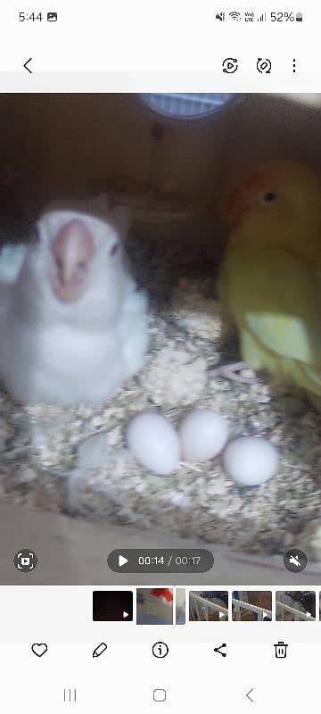 albino × crimino breeder pair with eggs 0