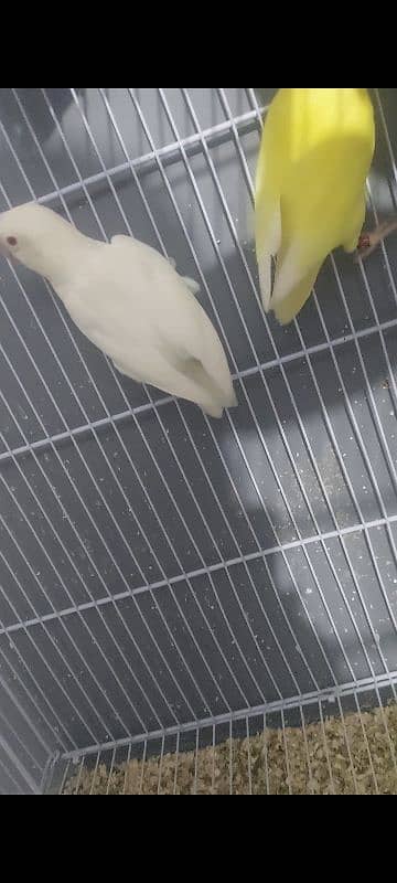 albino × crimino breeder pair with eggs 5