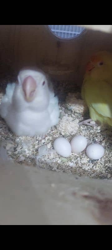 albino × crimino breeder pair with eggs 7