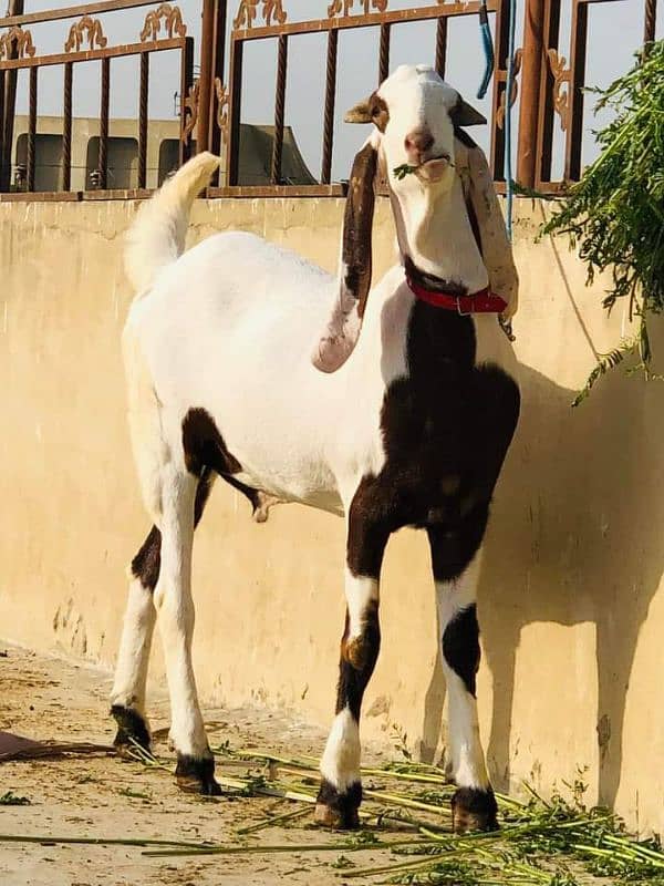 rajanpuri bakra urgent for sale 1