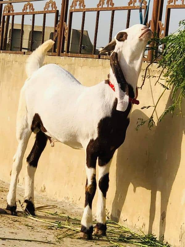 rajanpuri bakra urgent for sale 4