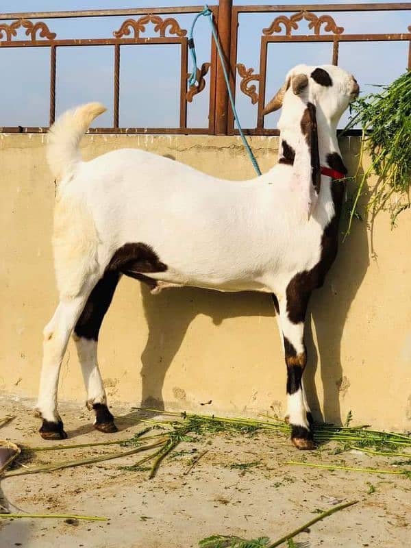 rajanpuri bakra urgent for sale 5