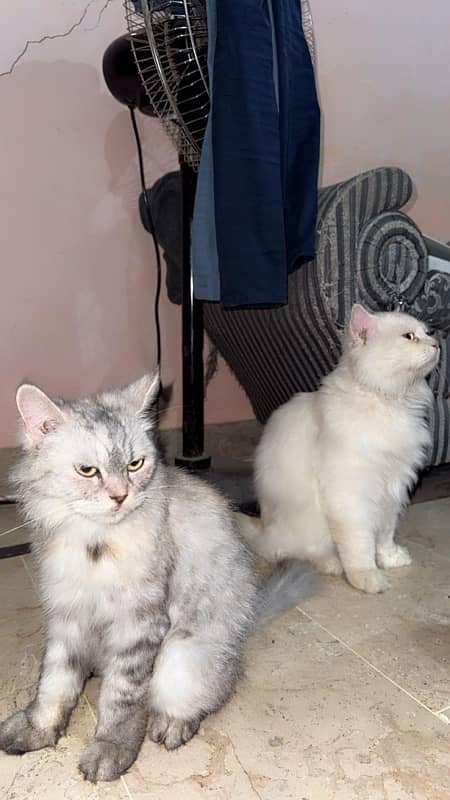 Healthy n Beautiful persian pair (abt to give birth) 6