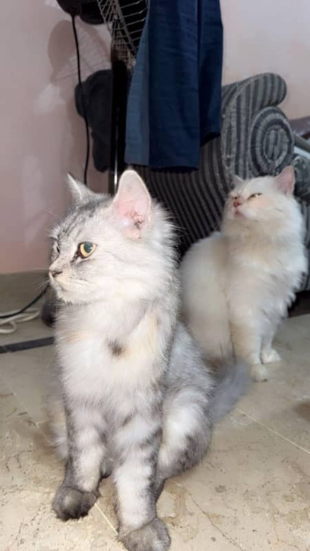 Healthy n Beautiful persian pair (abt to give birth) 11