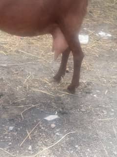 Beautiful Bakri with 2 Female's.