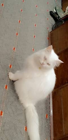 Turkish ven Triple coated Persian female