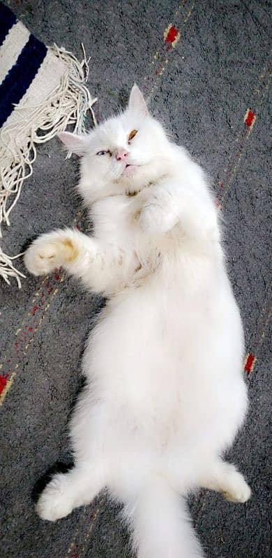 Turkish ven Triple coated Persian female 1