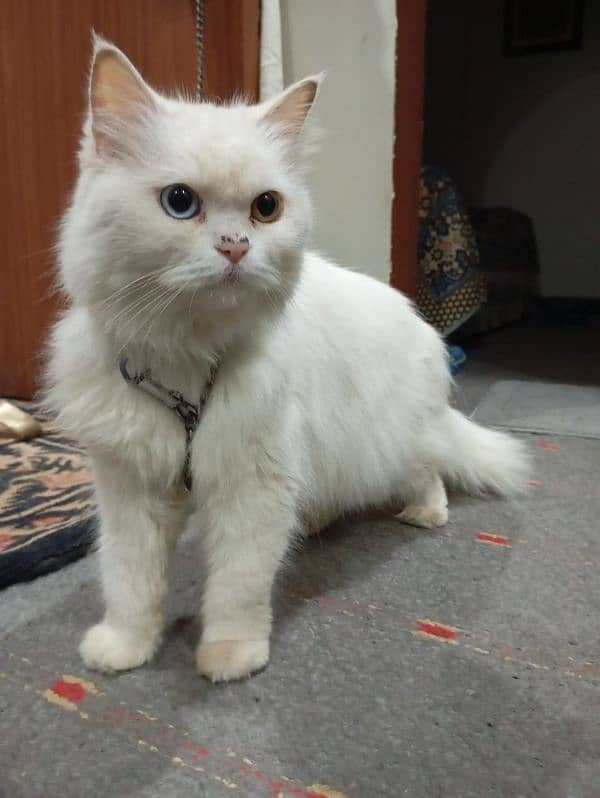 Turkish ven Triple coated Persian female 3