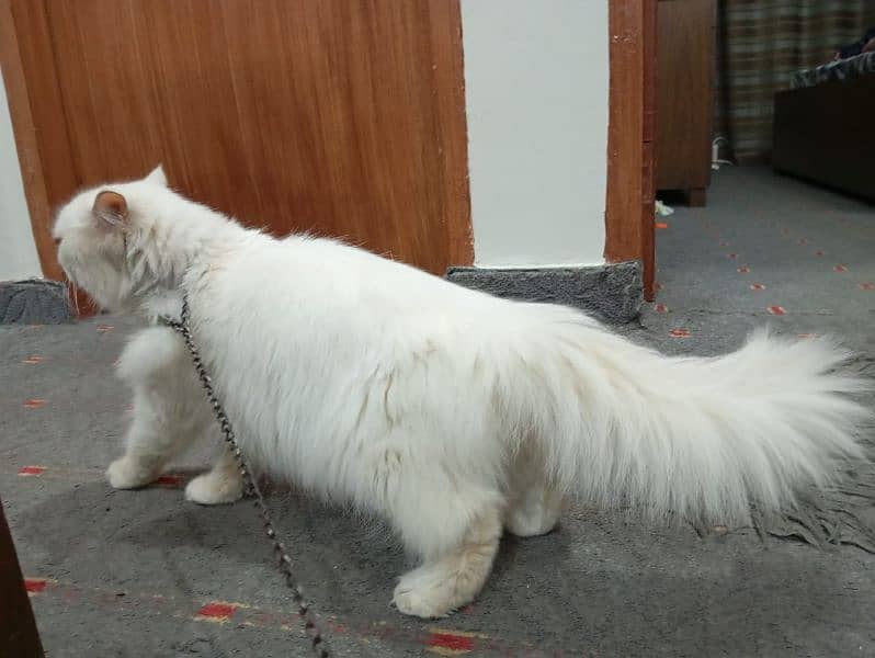 Turkish ven Triple coated Persian female 4