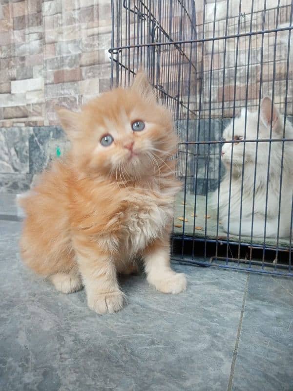 Persian Kitten available 0