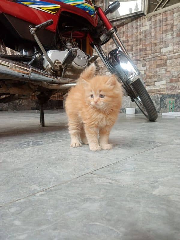 Persian Kitten available 2